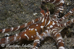 Wunderpus in the "Muck" of Lembeh Strait by Barbara Schilling 